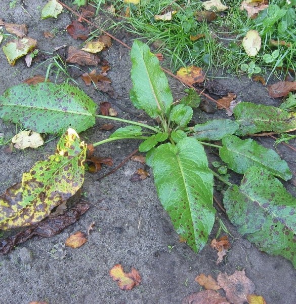 Pflanzenbild gross Stumpfblättriger Ampfer - Rumex obtusifolius