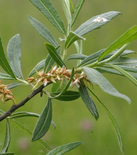 Pflanzenbild gross Lavendel-Weide - Salix elaeagnos