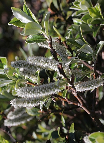 Pflanzenbild gross Schweizer Weide - Salix helvetica
