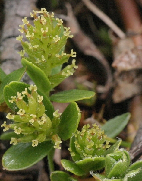 Pflanzenbild gross Stumpfblättrige Weide - Salix retusa