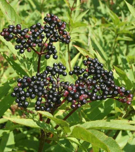 Pflanzenbild gross Zwerg-Holunder - Sambucus ebulus