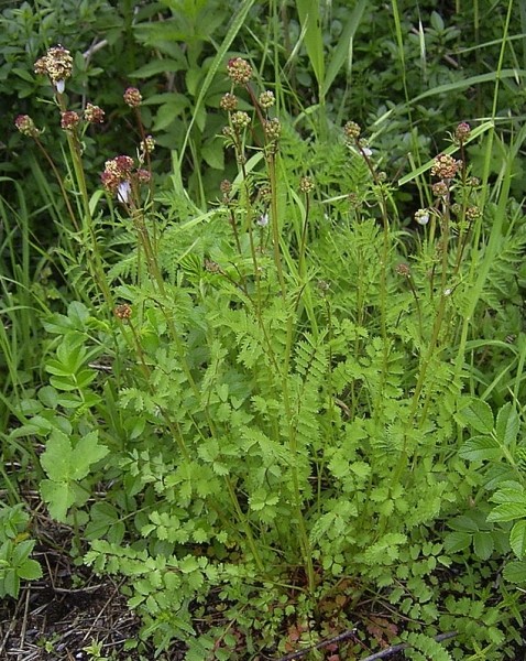 Pflanzenbild gross Kleiner Wiesenknopf - Sanguisorba minor