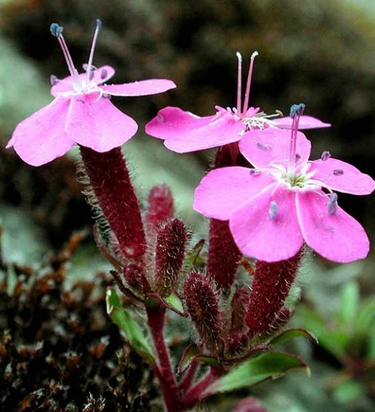Pflanzenbild gross Rotes Seifenkraut - Saponaria ocymoides