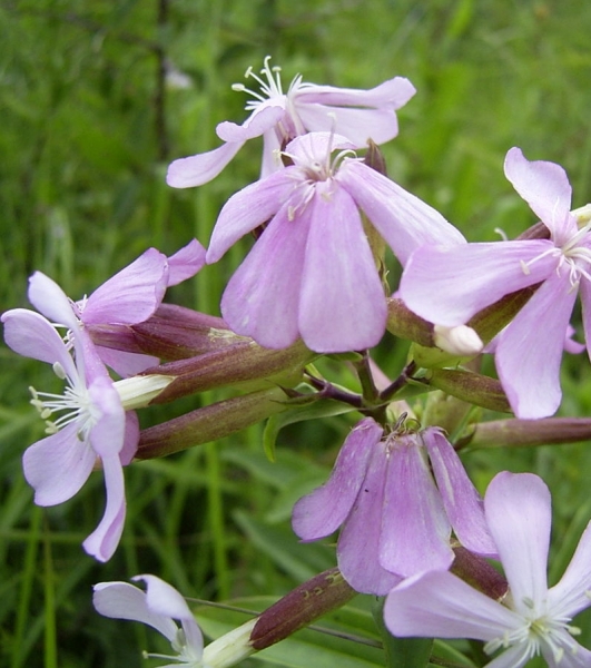 Pflanzenbild gross Echtes Seifenkraut - Saponaria officinalis