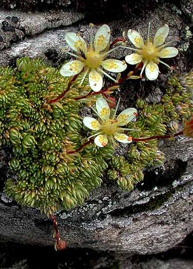 Pflanzenbild gross Moosartiger Steinbrech - Saxifraga bryoides