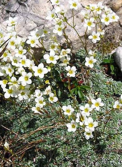Pflanzenbild gross Blaugrüner Steinbrech - Saxifraga caesia