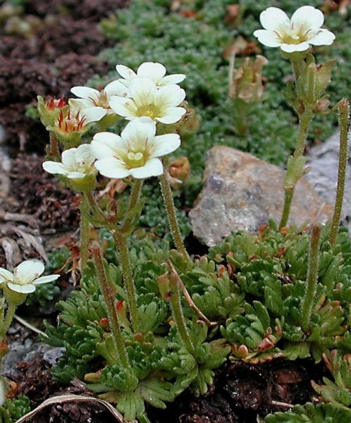 Pflanzenbild gross Gefurchter Steinbrech - Saxifraga exarata subsp. exarata