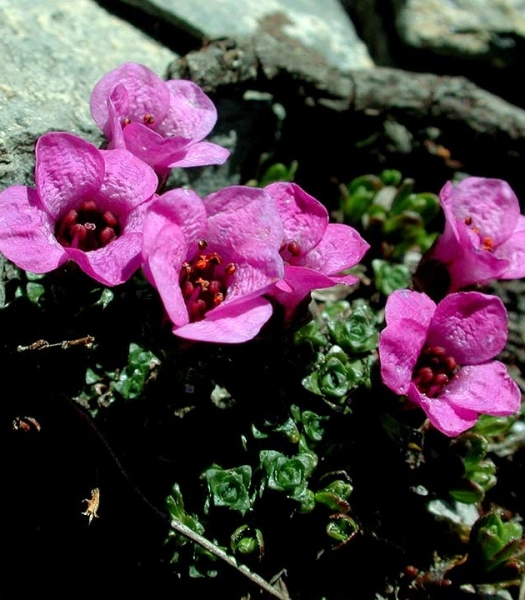 Pflanzenbild gross Gegenblättriger Steinbrech - Saxifraga oppositifolia