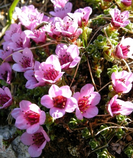 Pflanzenbild gross Gegenblättriger Steinbrech - Saxifraga oppositifolia