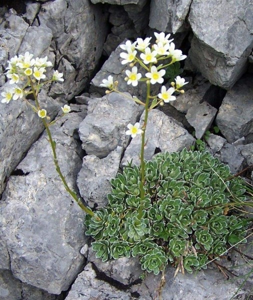 Pflanzenbild gross Trauben-Steinbrech - Saxifraga paniculata