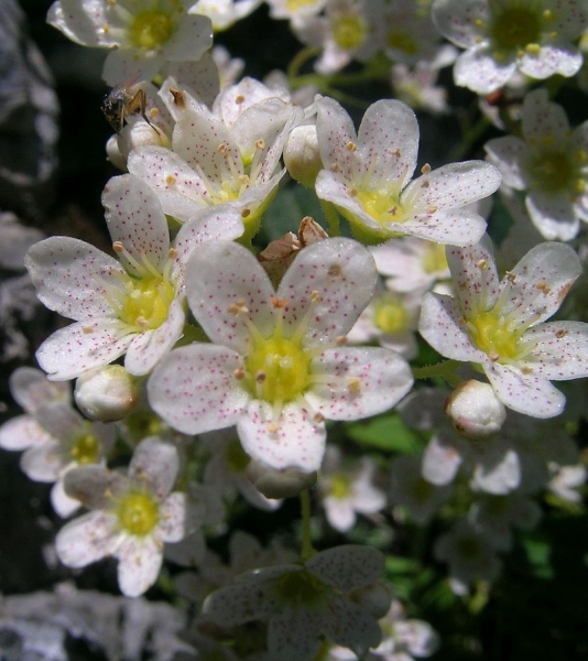 Pflanzenbild gross Trauben-Steinbrech - Saxifraga paniculata