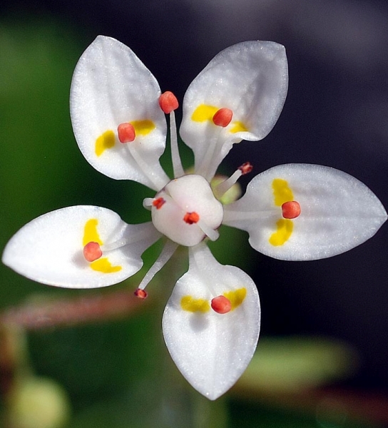 Pflanzenbild gross Sternblütiger Steinbrech - Saxifraga stellaris