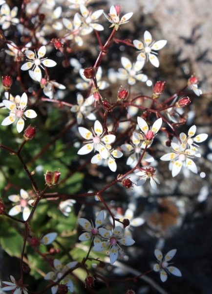 Pflanzenbild gross Sternblütiger Steinbrech - Saxifraga stellaris