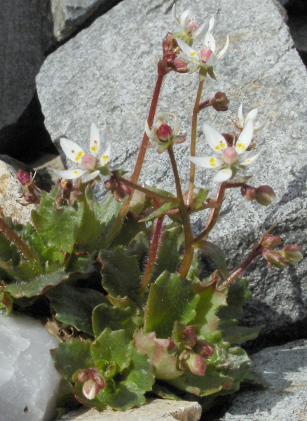 Pflanzenbild gross Sternblütiger Steinbrech - Saxifraga stellaris
