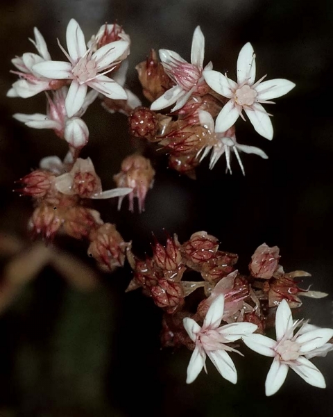 Pflanzenbild gross Weisser Mauerpfeffer - Sedum album