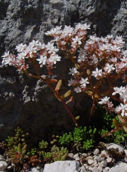 Pflanzenbild gross Weisser Mauerpfeffer - Sedum album