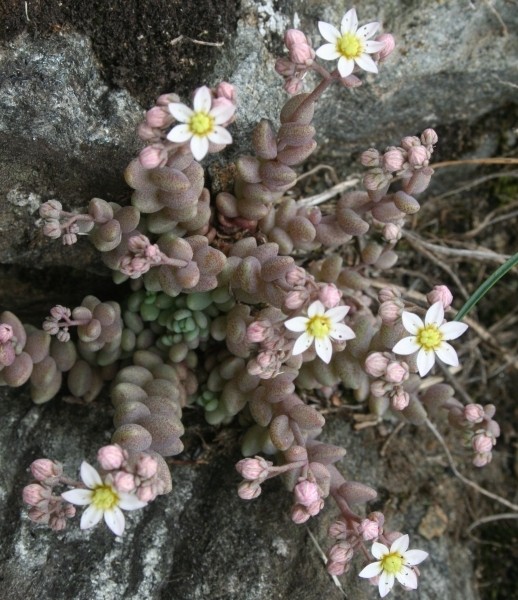 Pflanzenbild gross Dickblättriger Mauerpfeffer - Sedum dasyphyllum