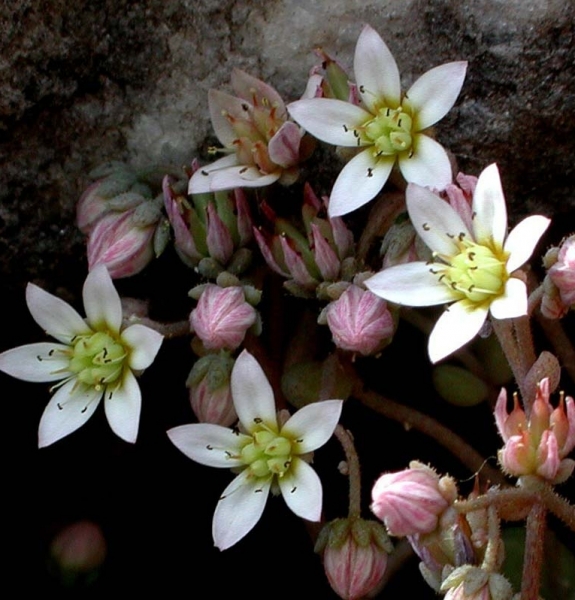 Pflanzenbild gross Dickblättriger Mauerpfeffer - Sedum dasyphyllum