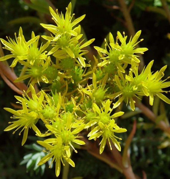 Pflanzenbild gross Gewöhnlicher Felsen-Mauerpfeffer - Sedum rupestre