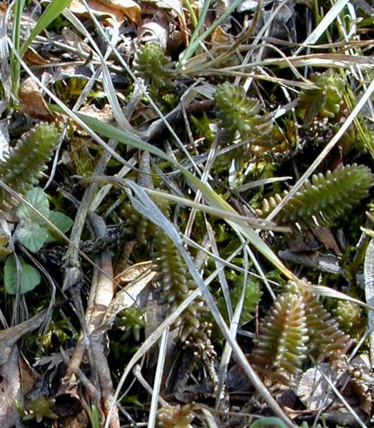 Pflanzenbild gross Milder Mauerpfeffer - Sedum sexangulare