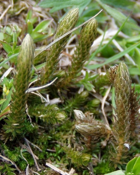 Pflanzenbild gross Dorniger Moosfarn - Selaginella selaginoides