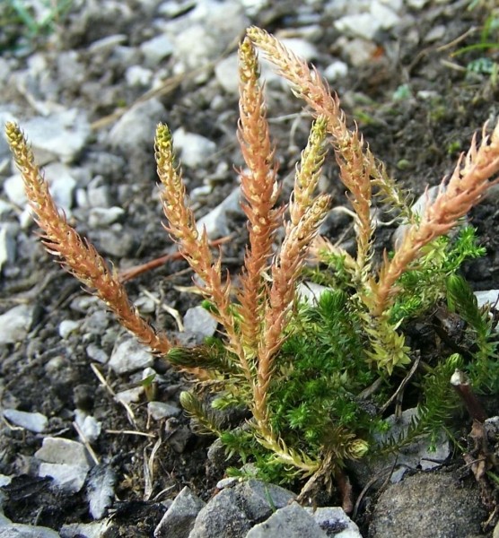 Pflanzenbild gross Dorniger Moosfarn - Selaginella selaginoides