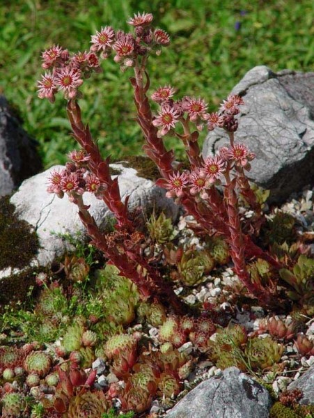 Pflanzenbild gross Dach-Hauswurz - Sempervivum tectorum