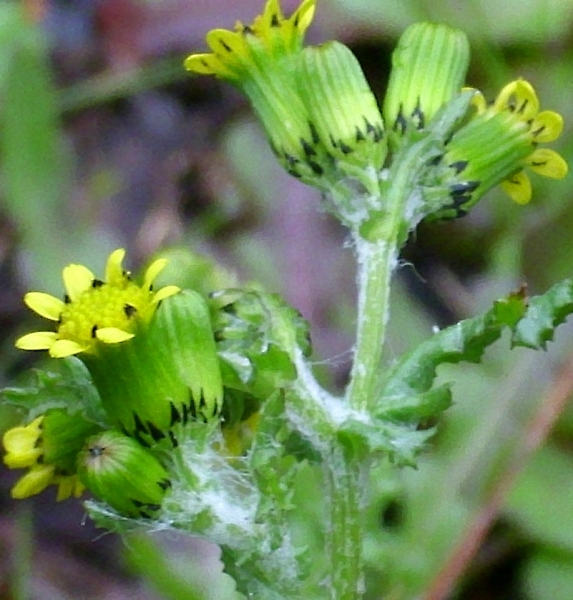 Pflanzenbild gross Gemeines Greiskraut - Senecio vulgaris