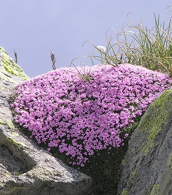 Pflanzenbild gross Silikat-Polsternelke - Silene exscapa