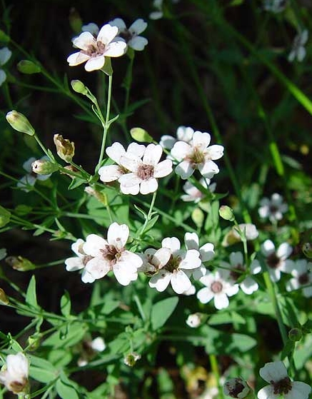 Pflanzenbild gross Felsen-Leimkraut - Silene rupestris