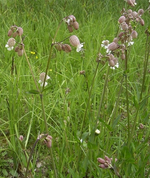 Pflanzenbild gross Klatschnelke - Silene vulgaris