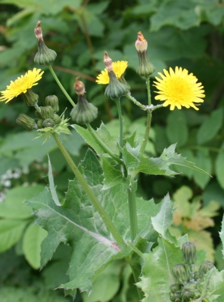 Pflanzenbild gross Kohl-Gänsedistel - Sonchus oleraceus