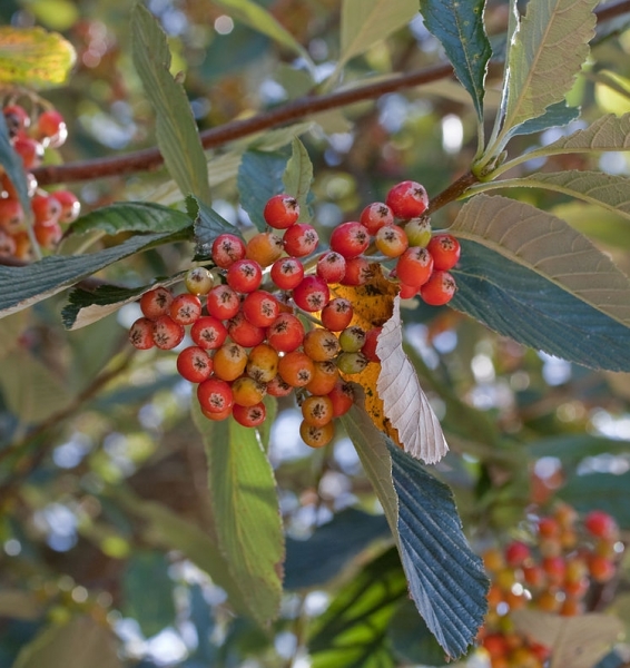 Pflanzenbild gross Echter Mehlbeerbaum - Sorbus aria