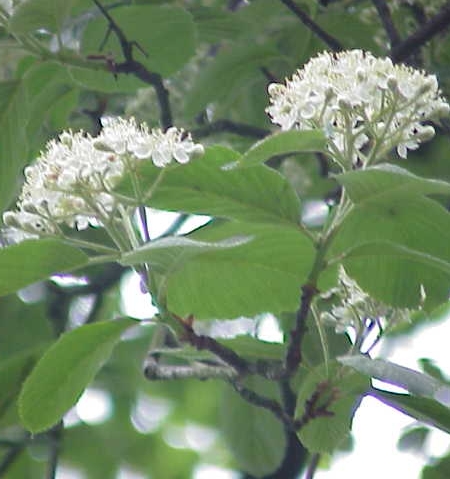 Pflanzenbild gross Echter Mehlbeerbaum - Sorbus aria