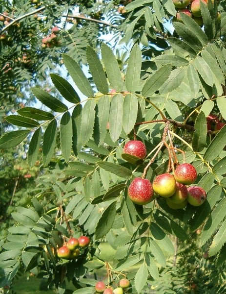 Pflanzenbild gross Speierling - Sorbus domestica