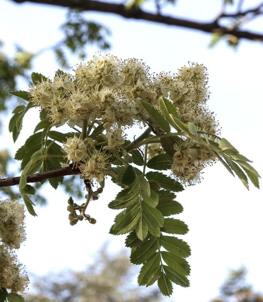 Pflanzenbild gross Speierling - Sorbus domestica