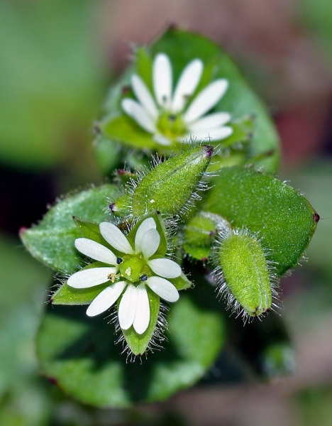 Pflanzenbild gross Gewöhnliche Vogelmiere - Stellaria media