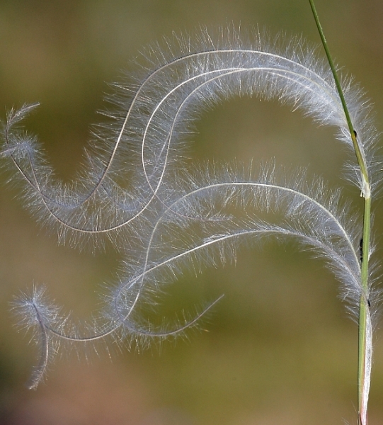 Pflanzenbild gross Federgras - Stipa pennata aggr.