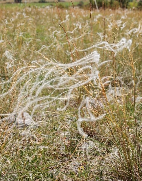 Pflanzenbild gross Federgras - Stipa pennata aggr.