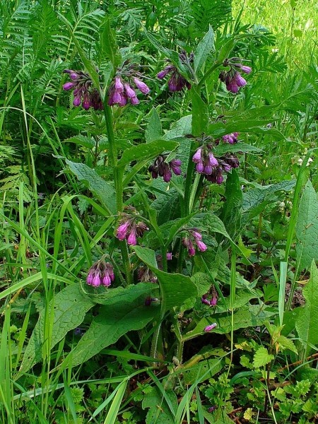 Pflanzenbild gross Echte Wallwurz - Symphytum officinale