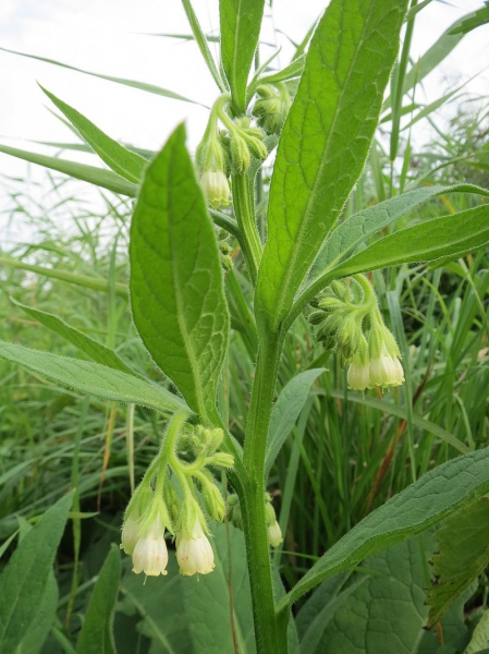 Pflanzenbild gross Echte Wallwurz - Symphytum officinale