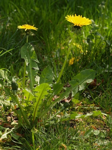 Pflanzenbild gross Gewöhnlicher Löwenzahn - Taraxacum officinale aggr.