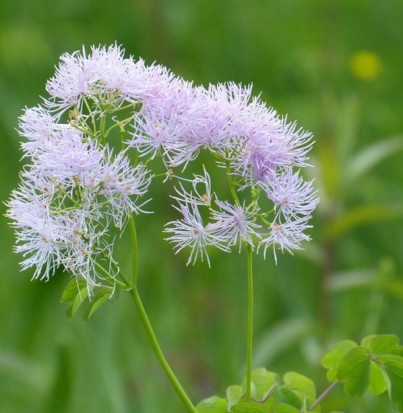 Pflanzenbild gross Akeleiblättrige Wiesenraute - Thalictrum aquilegiifolium