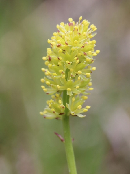 Pflanzenbild gross Kelch-Simsenlilie - Tofieldia calyculata