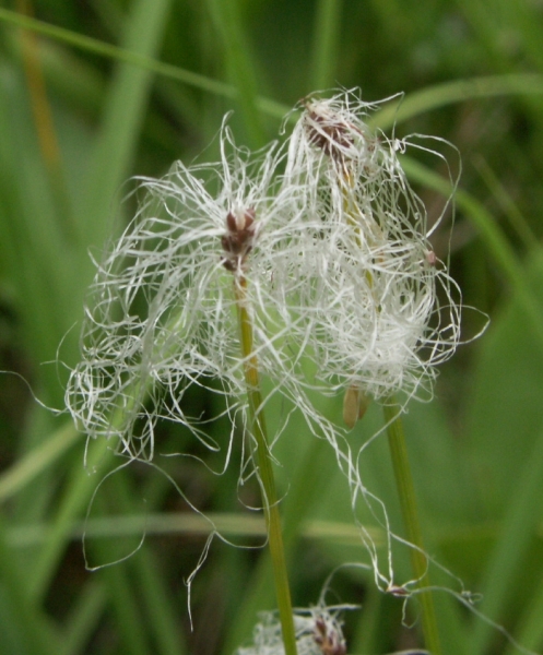 Pflanzenbild gross Alpen-Haarbinse - Trichophorum alpinum