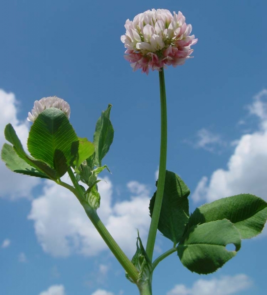 Pflanzenbild gross Bastard-Klee - Trifolium hybridum
