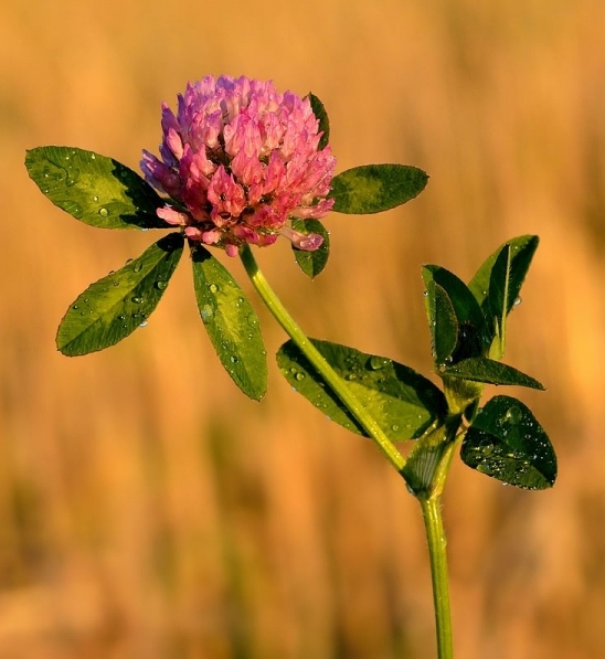 Pflanzenbild gross Rot-Klee - Trifolium pratense