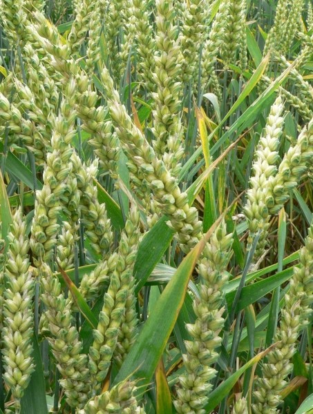Pflanzenbild gross Saat-Weizen - Triticum aestivum