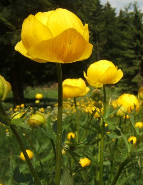 Pflanzenbild gross Europäische Trollblume - Trollius europaeus