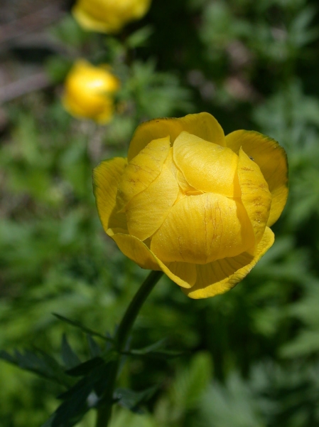 Pflanzenbild gross Europäische Trollblume - Trollius europaeus
